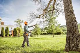 Best Tree Trimming and Pruning  in Ford City, CA