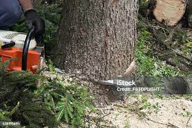 How Our Tree Care Process Works  in  Ford City, CA