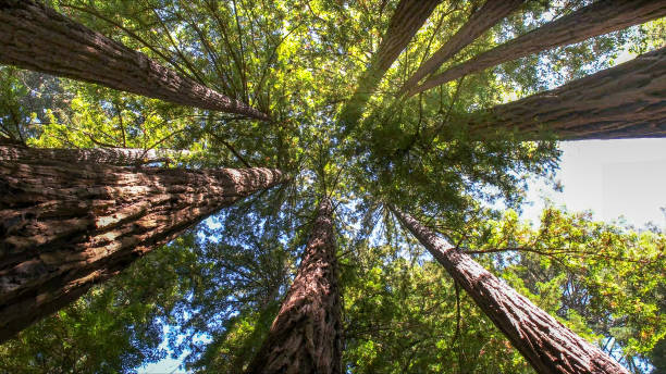 Trusted Ford City, CA Tree Removal Experts