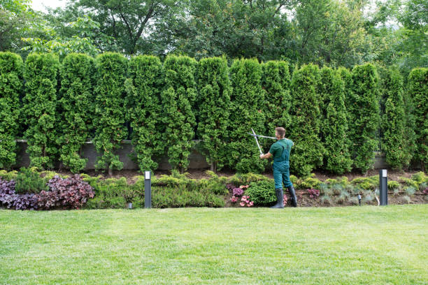 Best Commercial Tree Services  in Ford City, CA