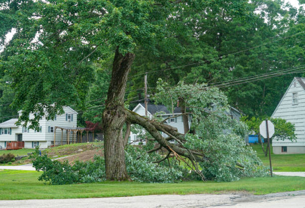  Ford City, CA Tree Removal Pros