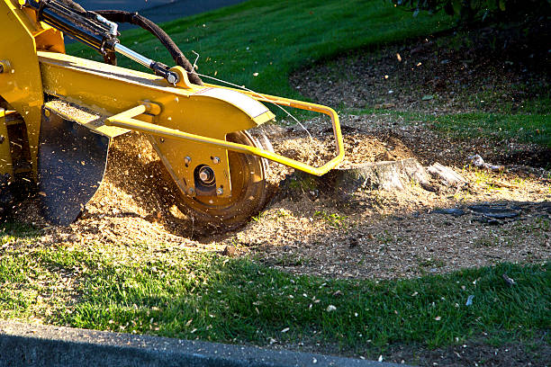 Best Hedge Trimming  in Ford City, CA